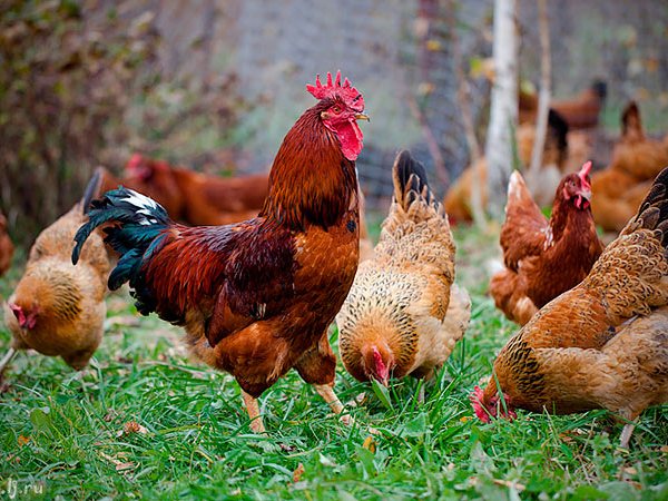 Породы куриц | ЗооТом - продажа, вязка и услуги для животных в Инте