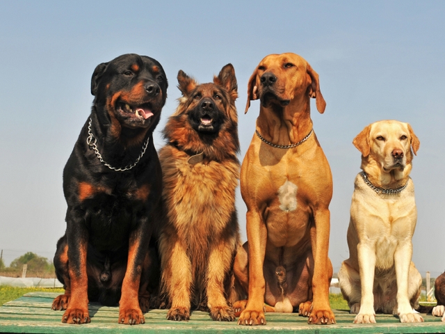 Крупные породы собак в Инте | ЗооТом портал о животных